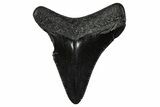 Serrated, Juvenile Megalodon Tooth - South Carolina #375944-1